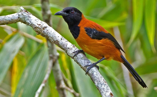 Питохуй - единственная ядовитая птица в мире Хохлатые питохуи (Pitohui dichrous) или дроздовые мухоловки — редкий вид птиц, обитающих в Новой Гвинее. Но название — не последнее, чем может