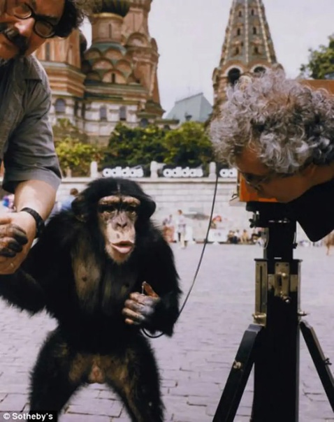 Как Виталий Комар и Александр Меламид учили шимпанзе Мики делать фотографии на Красной площади Серией фотографий 1998 года «Москва глазами Микки» авторы задали вопрос о роли человеческой расы на