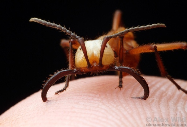 Как муравьёв используют в качестве хирургического шва В Африке живут муравьи рода Dorylus. Они вырастают до 3 сантиметров в длину. Ведут кочевой образ жизни и не строят муравейники, а матку