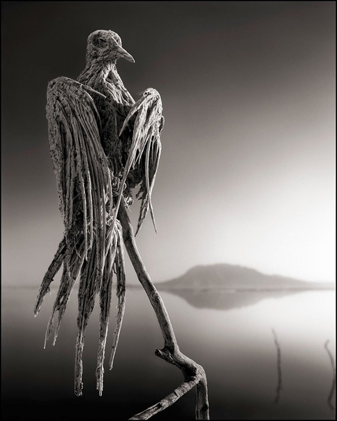 Смертоносное озеро превращает животных в камни Фотограф Ник Брэндт (Nick Brandt) исследует восточную Африку уже на протяжении двух десятилетий, преодолевая разрыв между жизнью местных жителей и