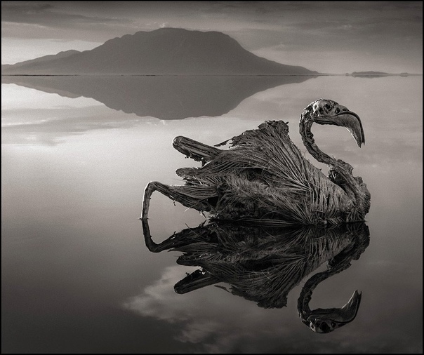 Смертоносное озеро превращает животных в камни Фотограф Ник Брэндт (Nick Brandt) исследует восточную Африку уже на протяжении двух десятилетий, преодолевая разрыв между жизнью местных жителей и