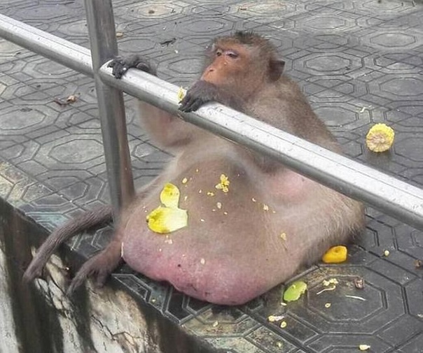 Самую толстую макаку Бангкока посадят на диету Макака по кличке Uncle Fatty («Толстый Дядя»), живущая неподалеку от рынка Бангкока, будет посажена на жесткую диету. Стараниями местных жителей,