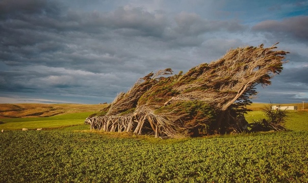 Гнутые деревья в Новой Зеландии Мыс Слоп Пойнт, расположенный на Южном острове Новой Зеландии, знаменит во всем мире своими гнутыми деревьями. Прибрежные ветра здесь настолько сильны, что