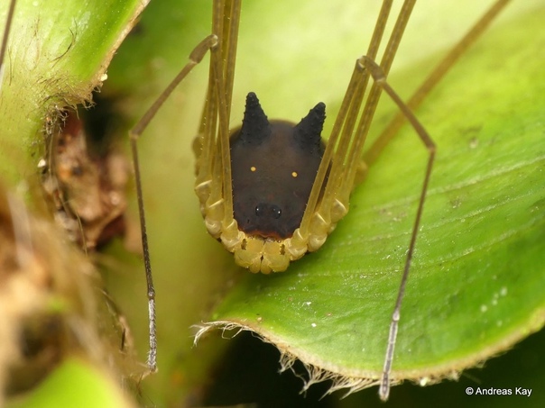 Необычный паук с головой собаки Называется этот паук — «сенокосец-кролик», а его научное название — Metagryne bicolumnata. Его настоящие глаза вовсе не яркие желтые кружки на «морде собаки», а