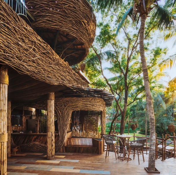 Два огромных гнезда устроились на вершине ресторана, сделанного из инвазивных кустарников в джунглях Северного Гоа Новый ресторан, расположенный в пышных тропиках Северного Гоа в Индии,