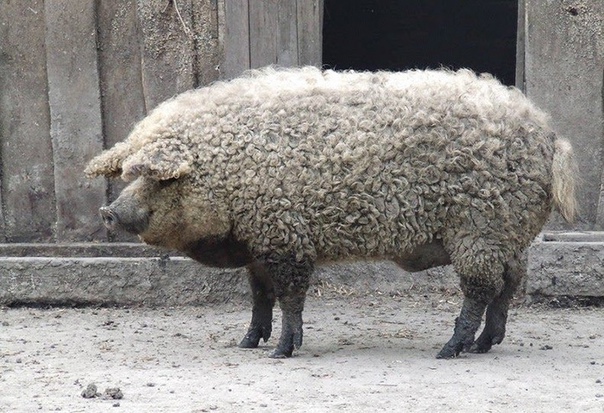 Свиньи, которые выглядят как овцы и ведут себя как собаки Если бы вам предложили объединить три животных в одно, кого вы бы выбрали Мангалица – особая порода свиней, которая сочетает в себе