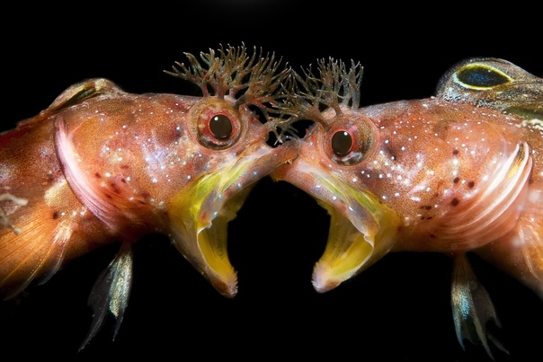 Победители конкурса подводной фотографии - «Underwater Photographer of the Year»2021 Выбраны лучшие подводные фото 2021: чарующие снимки о тайнах глубин, от которых захватывает