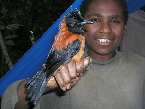 Питохуй - единственная ядовитая птица в мире Хохлатые питохуи (Pitohui dichrous) или дроздовые мухоловки — редкий вид птиц, обитающих в Новой Гвинее. Но название — не последнее, чем может