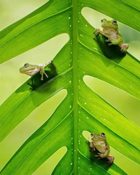 Фотограф Tri Setyo Widodo Индонезийский фотограф Три Сето Видодо (Tri Setyo Widodo) часто отправляется с камерой вглубь парков и лесов, чтобы запечатлеть очередную интересную сценку с лягушками