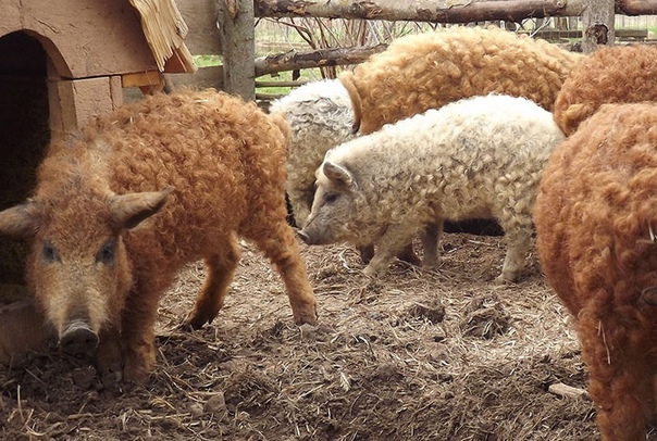 Свиньи, которые выглядят как овцы и ведут себя как собаки Если бы вам предложили объединить три животных в одно, кого вы бы выбрали Мангалица – особая порода свиней, которая сочетает в себе