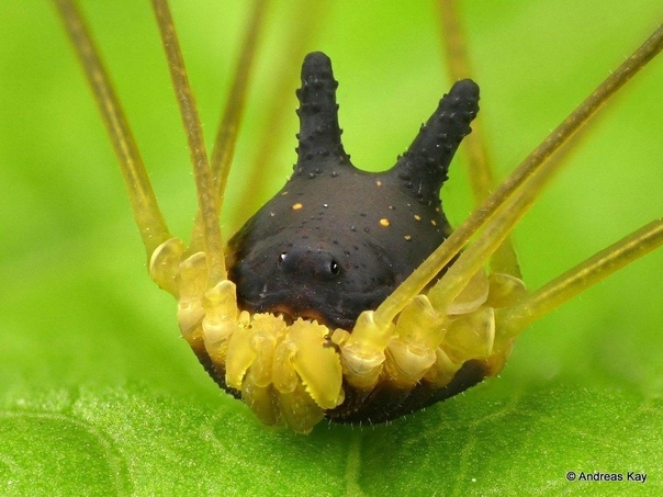 Необычный паук с головой собаки Называется этот паук — «сенокосец-кролик», а его научное название — Metagryne bicolumnata. Его настоящие глаза вовсе не яркие желтые кружки на «морде собаки», а