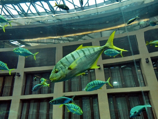 Лифт внутри аквариума В холле берлинского отеля Radisson Blu находится самый большой в мире цилиндрический аквариум — Aqua Dom. Аквадом построен в 2003 году. Его диаметр составляет 11 метров, а