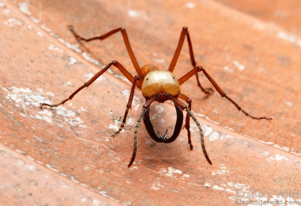 Как муравьёв используют в качестве хирургического шва В Африке живут муравьи рода Dorylus. Они вырастают до 3 сантиметров в длину. Ведут кочевой образ жизни и не строят муравейники, а матку