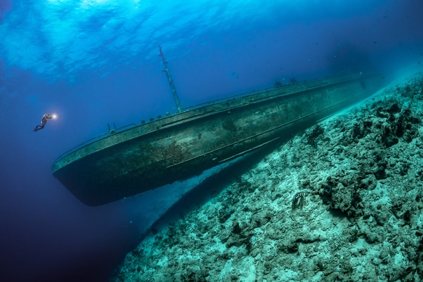 Победители конкурса подводной фотографии - «Underwater Photographer of the Year»2021 Выбраны лучшие подводные фото 2021: чарующие снимки о тайнах глубин, от которых захватывает