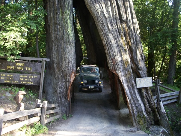Тоннели через гигантские деревья Когда гигантское дерево падает поперёк дороги, существует два способа выхода из ситуации: убрать его с дороги или построить сквозь его ствол тоннель. Когда дело