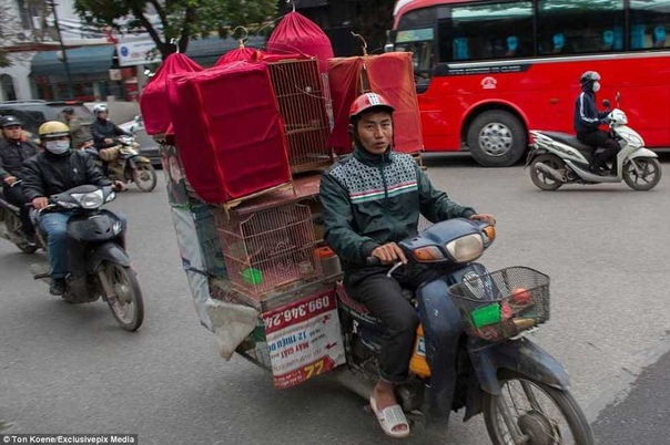 Вьетнамские мастера грузоперевозок Когда смотришь на эти фотографии жителей Вьетнама, небезосновательно начинает казаться, что они способны перевезти на своих мопедах все что угодно. Фотограф