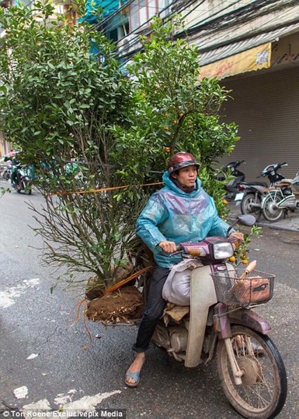 Вьетнамские мастера грузоперевозок Когда смотришь на эти фотографии жителей Вьетнама, небезосновательно начинает казаться, что они способны перевезти на своих мопедах все что угодно. Фотограф