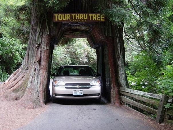 Тоннели через гигантские деревья Когда гигантское дерево падает поперёк дороги, существует два способа выхода из ситуации: убрать его с дороги или построить сквозь его ствол тоннель. Когда дело