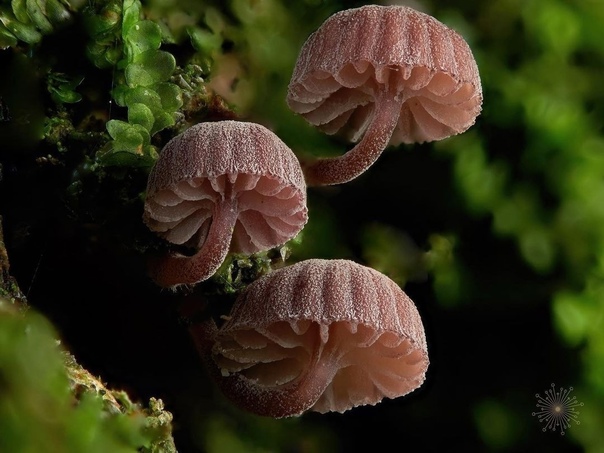 Удивительное разнообразие грибов на макрофотографиях Макса Муди Фотограф Max Mudie, документируя ряд грибов и слизевиков, живущих в Великобритании, очарован огромным разнообразием цветов,