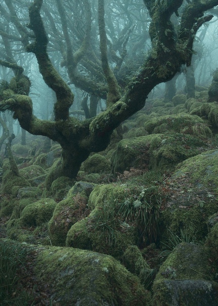 “Мистический лес” Нила Бернелла Вистманский лес в Дартмуре, графство Девон не одну сотню лет вдохновлял художников, поэтов и писателей. Не устоял перед ним и английский фотограф Нил Бернелл.