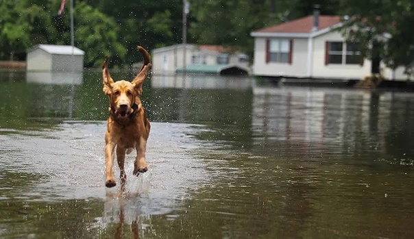 Наводнение на реке Миссисипи. Фотографии Марио Тама Mario Tama является штатным фотографом Getty Images, со штаб квартирой в Нью-Йорке. Он обучался фотожурналистике в Рочестерском