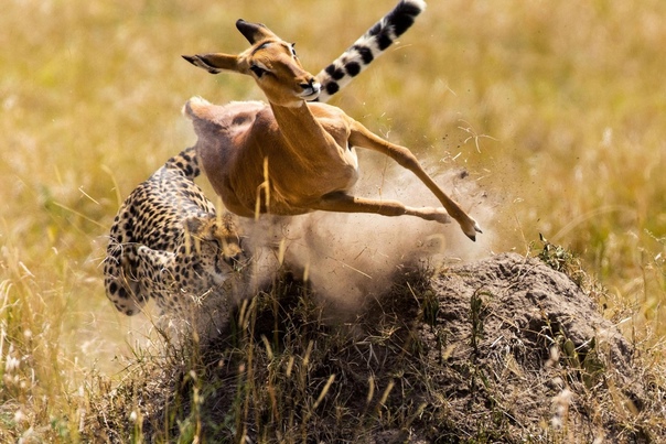 Невероятные пируэты убегающей от гепарда антилопы Свидетелем драматических событий стал профессиональный 70-летний фотограф из Германии Райнхард Радке (Reinhard Radke) в Национальном заповеднике