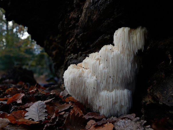 Удивительное разнообразие грибов на макрофотографиях Макса Муди Фотограф Max Mudie, документируя ряд грибов и слизевиков, живущих в Великобритании, очарован огромным разнообразием цветов,