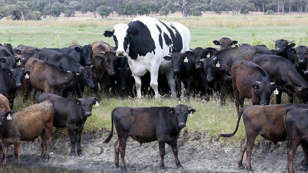 Knickers — самая большая корова в Австралии В Австралии от скотобойни была спасена 7-летняя корова по кличке Knickers, а всё благодаря ее невероятно огромным размерам. Все дело в том, что высота