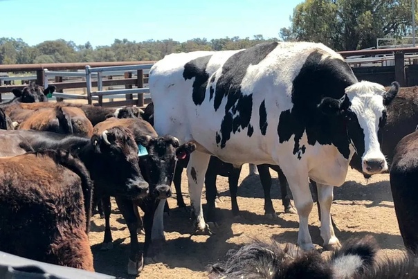 Knickers — самая большая корова в Австралии В Австралии от скотобойни была спасена 7-летняя корова по кличке Knickers, а всё благодаря ее невероятно огромным размерам. Все дело в том, что высота