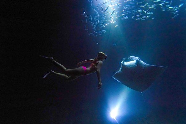 Американка плавает с огромными скатами В одном из своих последних путешествий, любительница острых ощущений Элисон Тил, ночью поплавала с огромными мантами у побережья Гавайев. Манты — это род