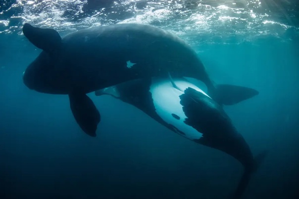 Лауреаты конкурса Wildlife Photographer of the Year Музей естественной истории Лондона определил победителей ежегодной премии Фотограф года дикой природы. В 2022 году на конкурс работы