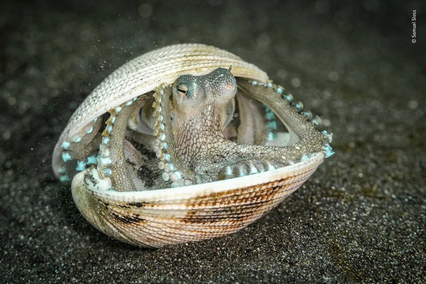 Лауреаты конкурса Wildlife Photographer of the Year Музей естественной истории Лондона определил победителей ежегодной премии Фотограф года дикой природы. В 2022 году на конкурс работы