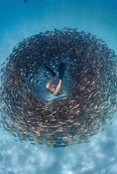 Фридайверы плывут через косяк рыб 21-летняя Лилли Палмер (Lilly Palmer) сделала эти захватывающие фотографии, когда она с друзьями занималась дайвингом у рифа Нингалу в Западной Австралии.