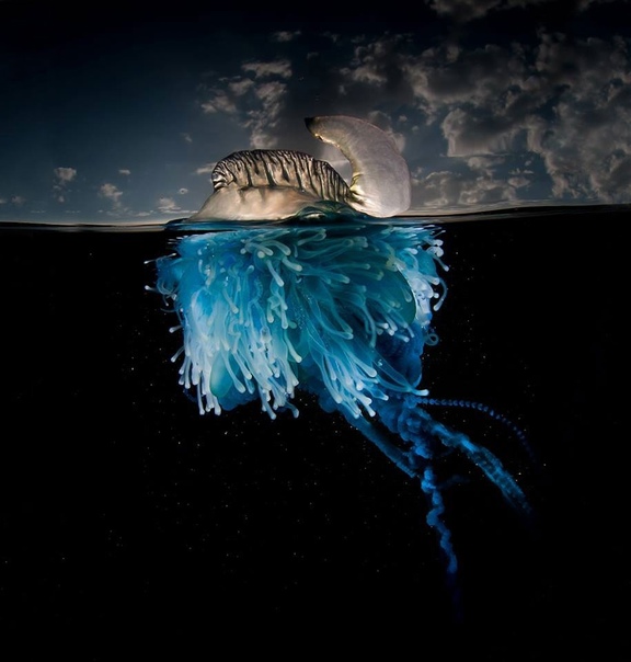 Уникальные «полуподводные» фото Мэтти Смита Английский фотограф Matty Smith был в восторге от моря с самых ранних лет. Будучи уже профессионалом, он получил возможность удовлетворить свою