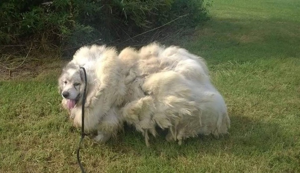 Собака полегчала на 16 кг после первой стрижки за шесть лет Пиренейскую горную собаку по кличке Лазарь на протяжении последних шести лет держали в амбаре. И никто не позаботился о том, чтобы ее