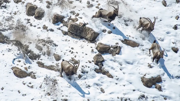 Лауреаты конкурса Wildlife Photographer of the Year Музей естественной истории Лондона определил победителей ежегодной премии Фотограф года дикой природы. В 2022 году на конкурс работы