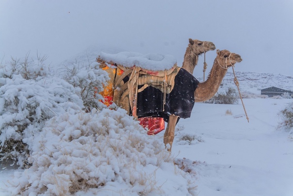 Снег выпал в пустыне Сахара и в Саудовской Аравии В Январе в Сахаре выпал снег, а температура резко упала до -2°C. Фотограф запечатлел снег на песчаных дюнах в Сахаре в сказочных образах, когда