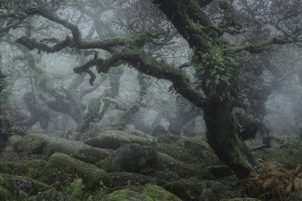 “Мистический лес” Нила Бернелла Вистманский лес в Дартмуре, графство Девон не одну сотню лет вдохновлял художников, поэтов и писателей. Не устоял перед ним и английский фотограф Нил Бернелл.