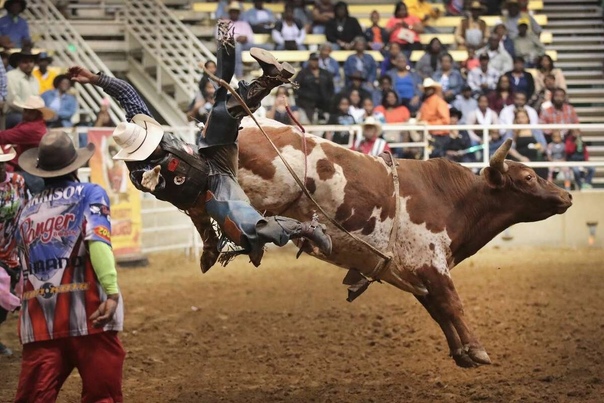 Родео — традиционный вид спорта в Северной Америке, исторически сложившийся в среде мексиканских и американских ковбоев Родео включает в себя несколько видов состязаний: скачки на диком быке, на